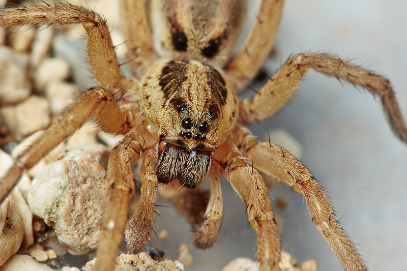 Lycosidae: giovane maschio di Hogna ferox - Malta